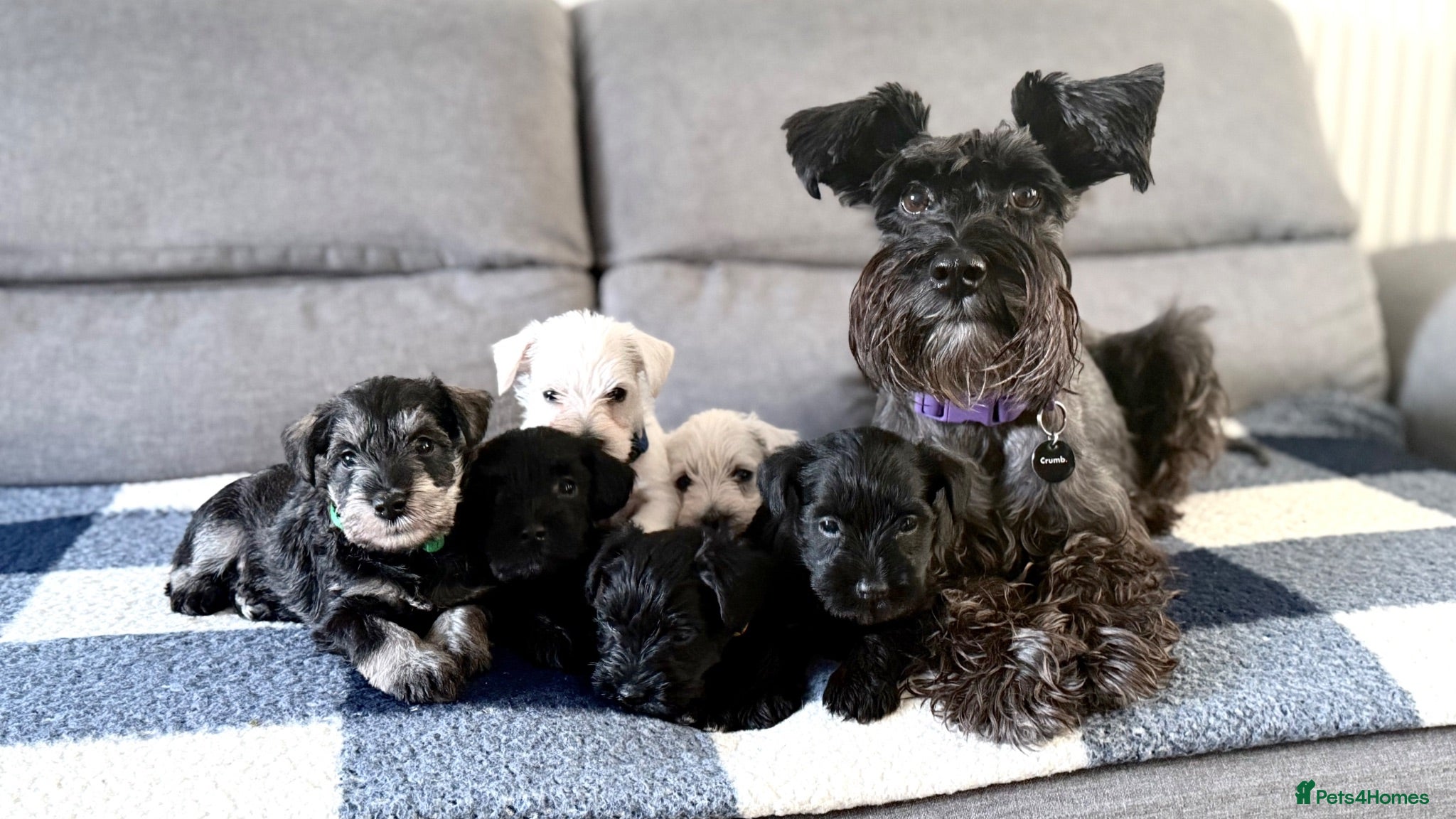 Miniature Schnauzer dogs Beautiful Miniature Schnauzers  - Advert 1