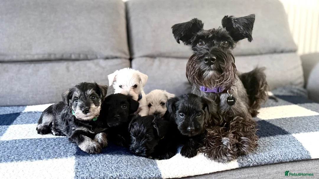 Miniature Schnauzer dogs for sale: Beautiful Miniature Schnauzers  - Advert 1