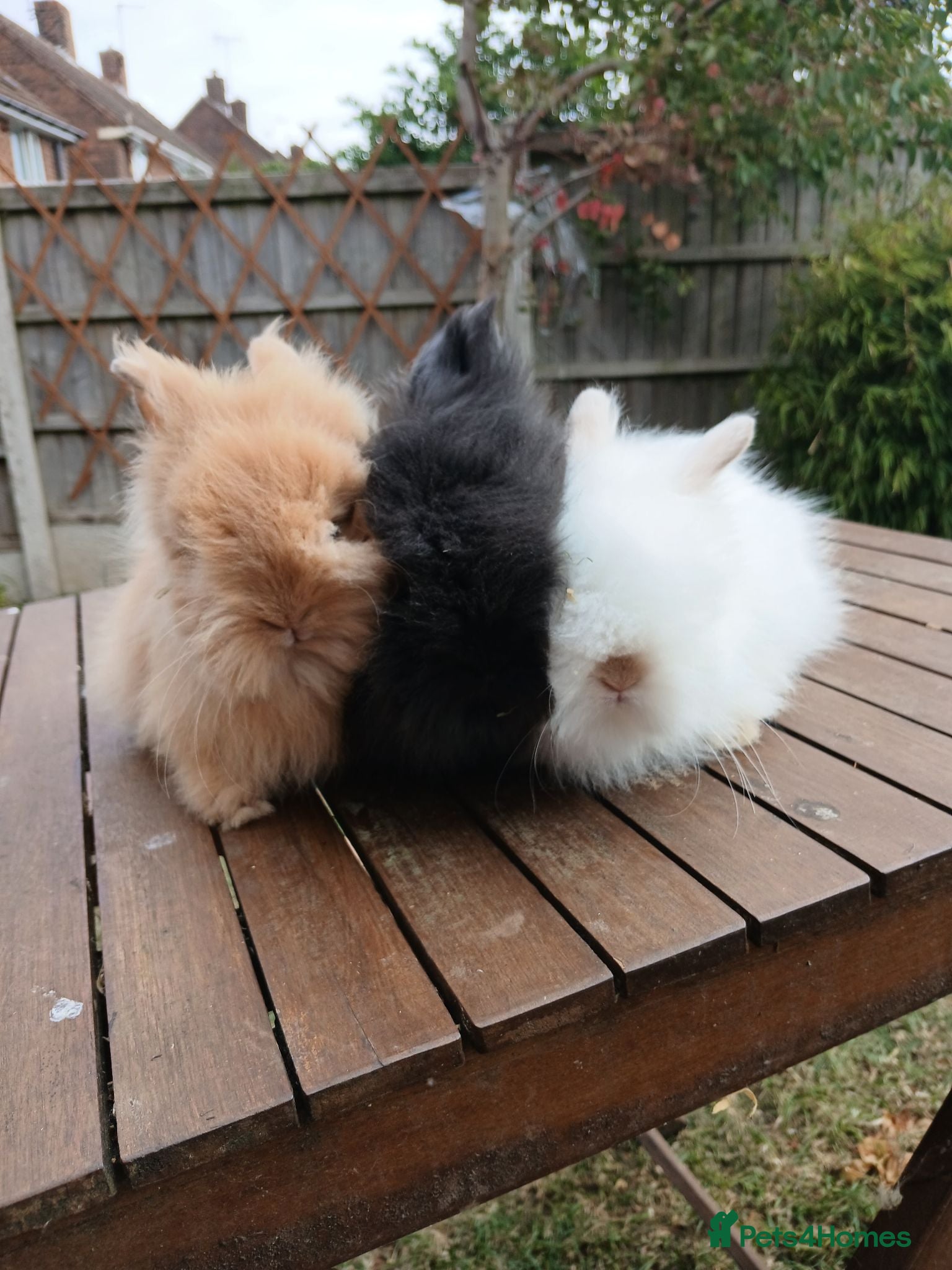 Lionhead rabbits Beautiful DM Lionheads  - Advert 18