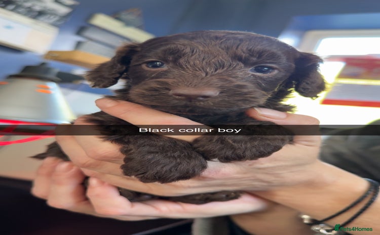 Cockapoo dogs - Advert 12