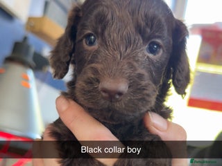 Cockapoo dogs - Advert 9