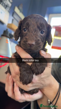 Cockapoo dogs - Advert 3