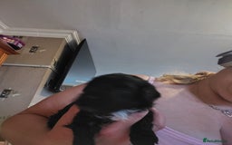 Shihpoo dogs for sale: 3 shihpoo pups  - Image 5