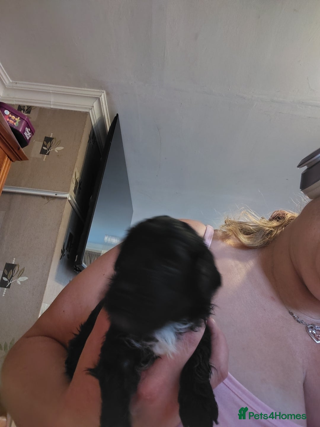 Shihpoo dogs for sale: 3 shihpoo pups  - Image 5