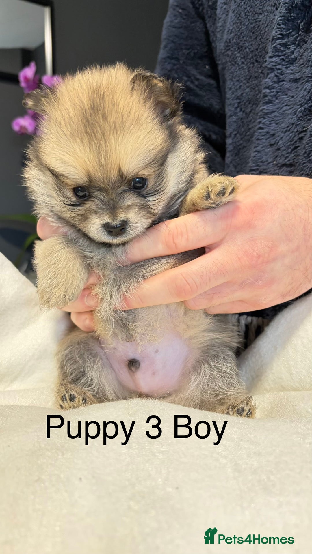 Pomeranian dogs for sale: Pomeranian Puppies 💗 - Advert 4