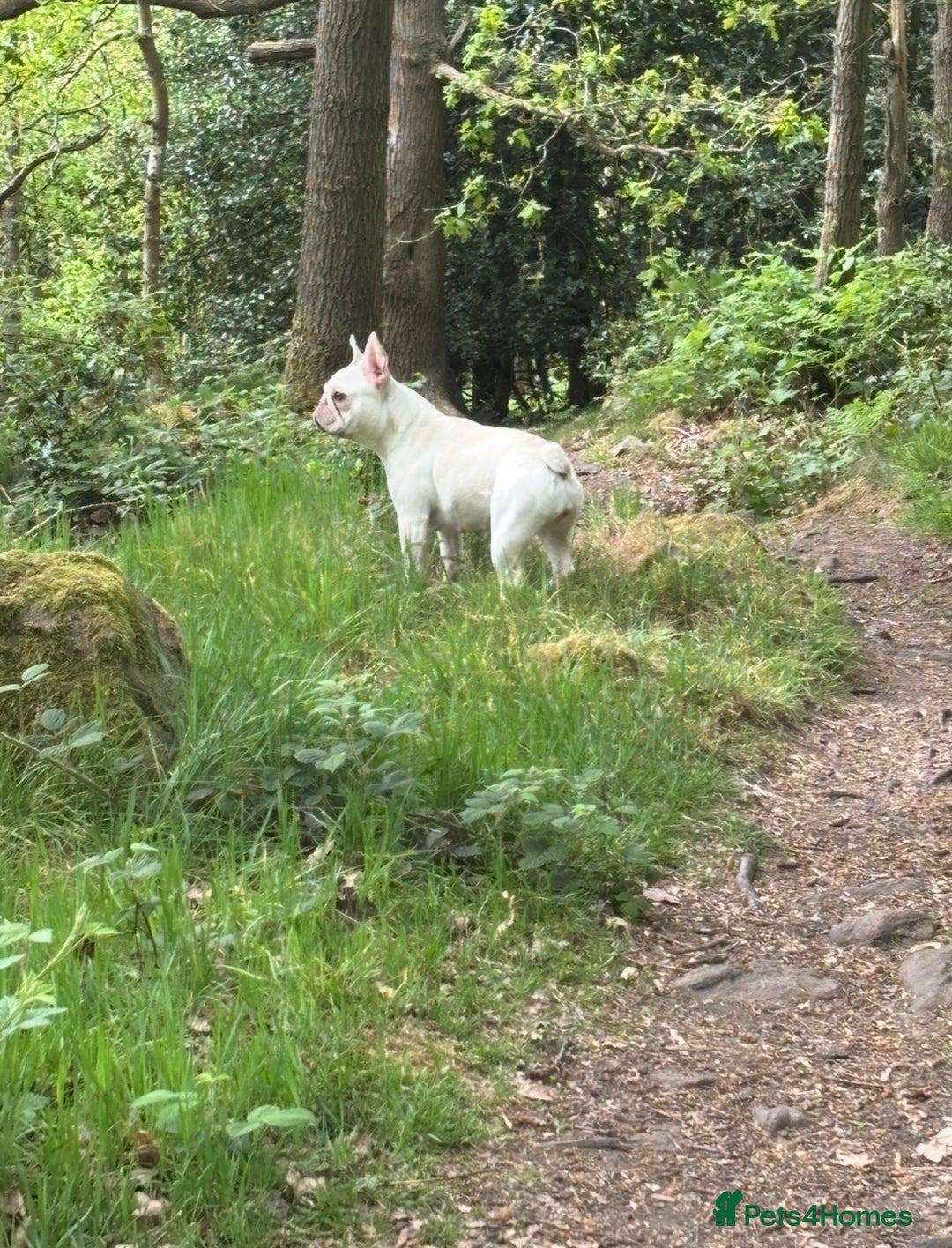 French Bulldog dogs for sale: Such a honest little lady - Image 5