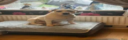 Staffordshire Bull Terrier dogs for sale: 10 month old staffie ghost  - Advert 9