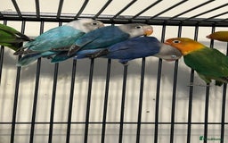 Lovebirds birds for sale: Various Baby Fishers Lovebirds - Image 4