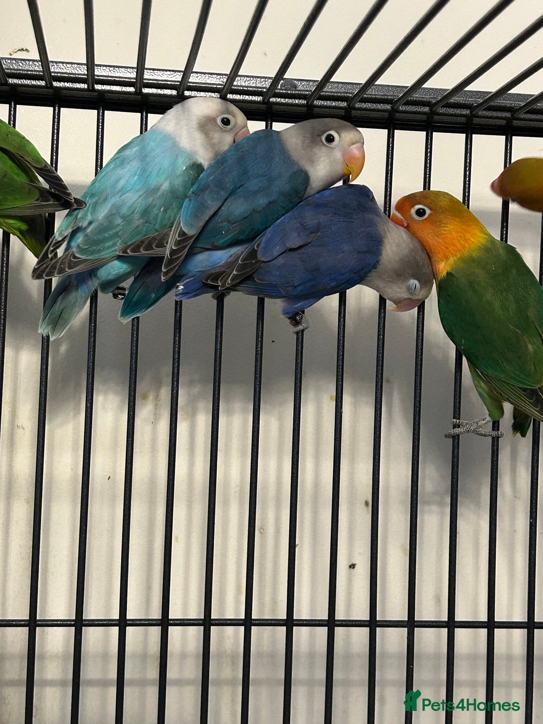 Lovebirds birds for sale: Various Baby Fishers Lovebirds - Image 4