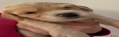 Cockapoo 5