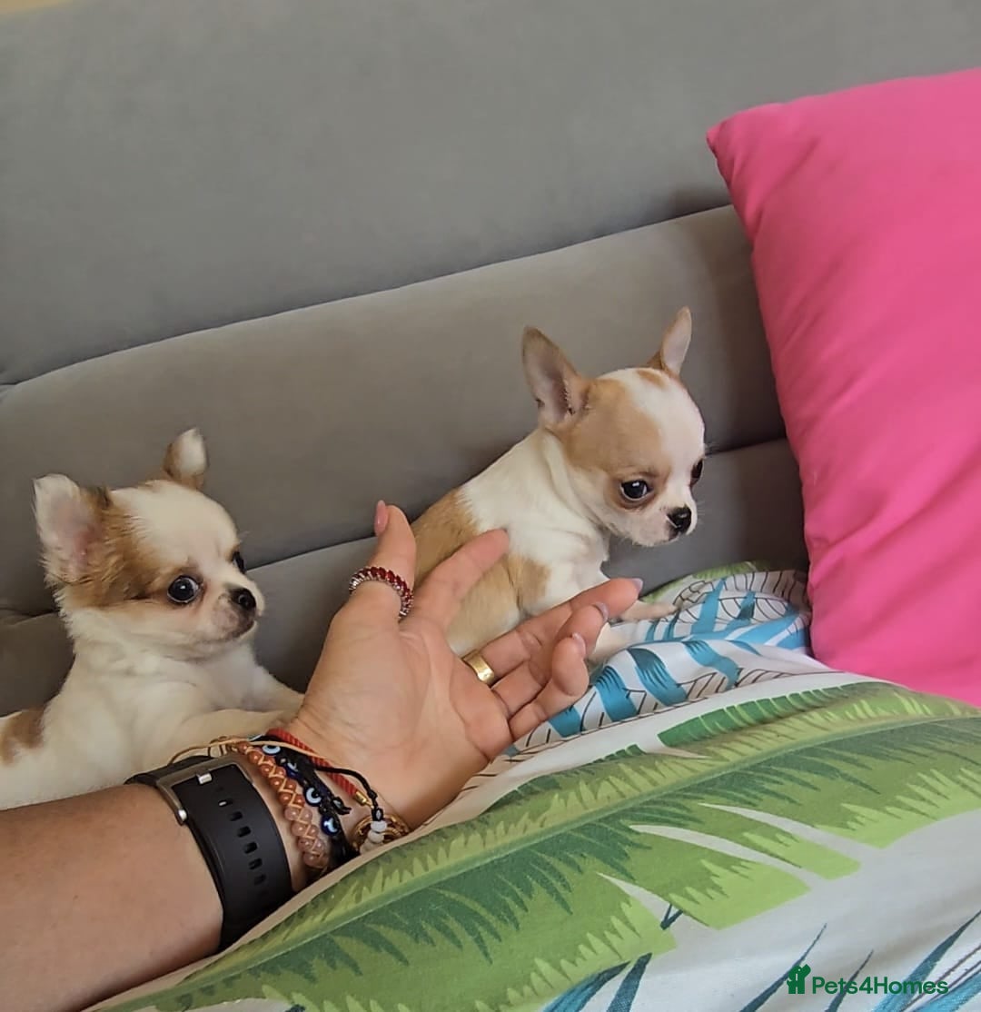 Chihuahua dogs for sale: Beautiful Tiny Chihuahua puppies  - Image 5