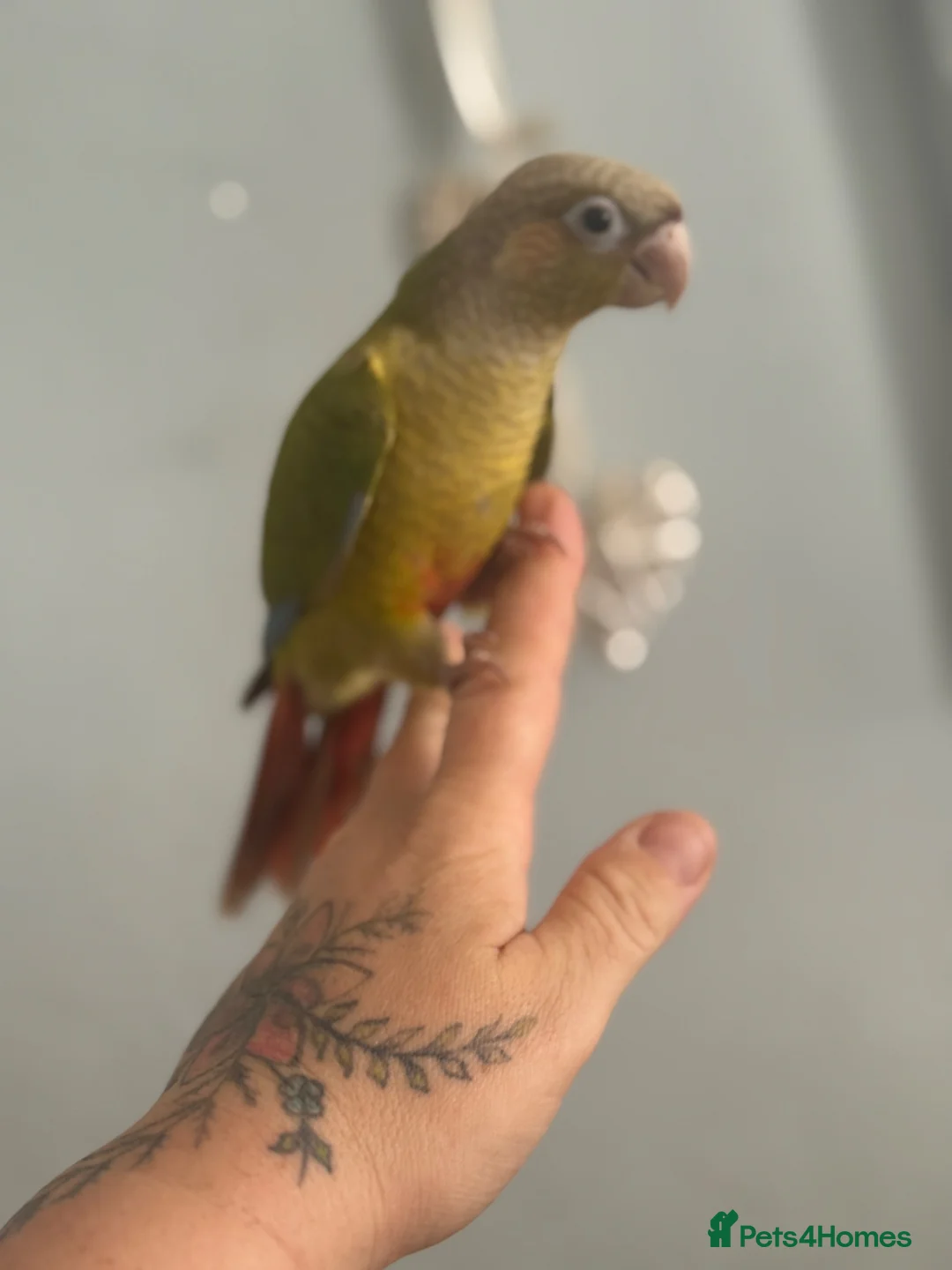 Conures birds for sale: ❌now sold follow fb page to see new ones❌ - Advert 2