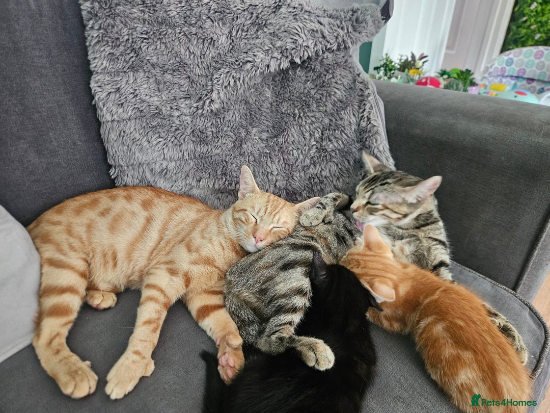 Mixed Breed cats for sale: Mixed breed females  - Image 8