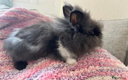 Lionhead rabbits for sale: Last double mained lionhead ready to go now!!  - Image 1
