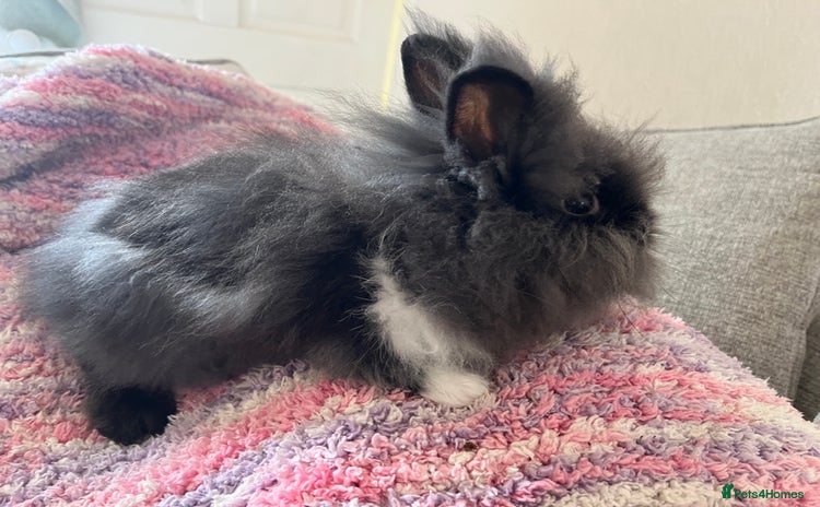 Lionhead rabbits - Advert 1