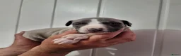 Whippet dogs for sale: Beautiful whippet puppys  in South Shields - Advert 1