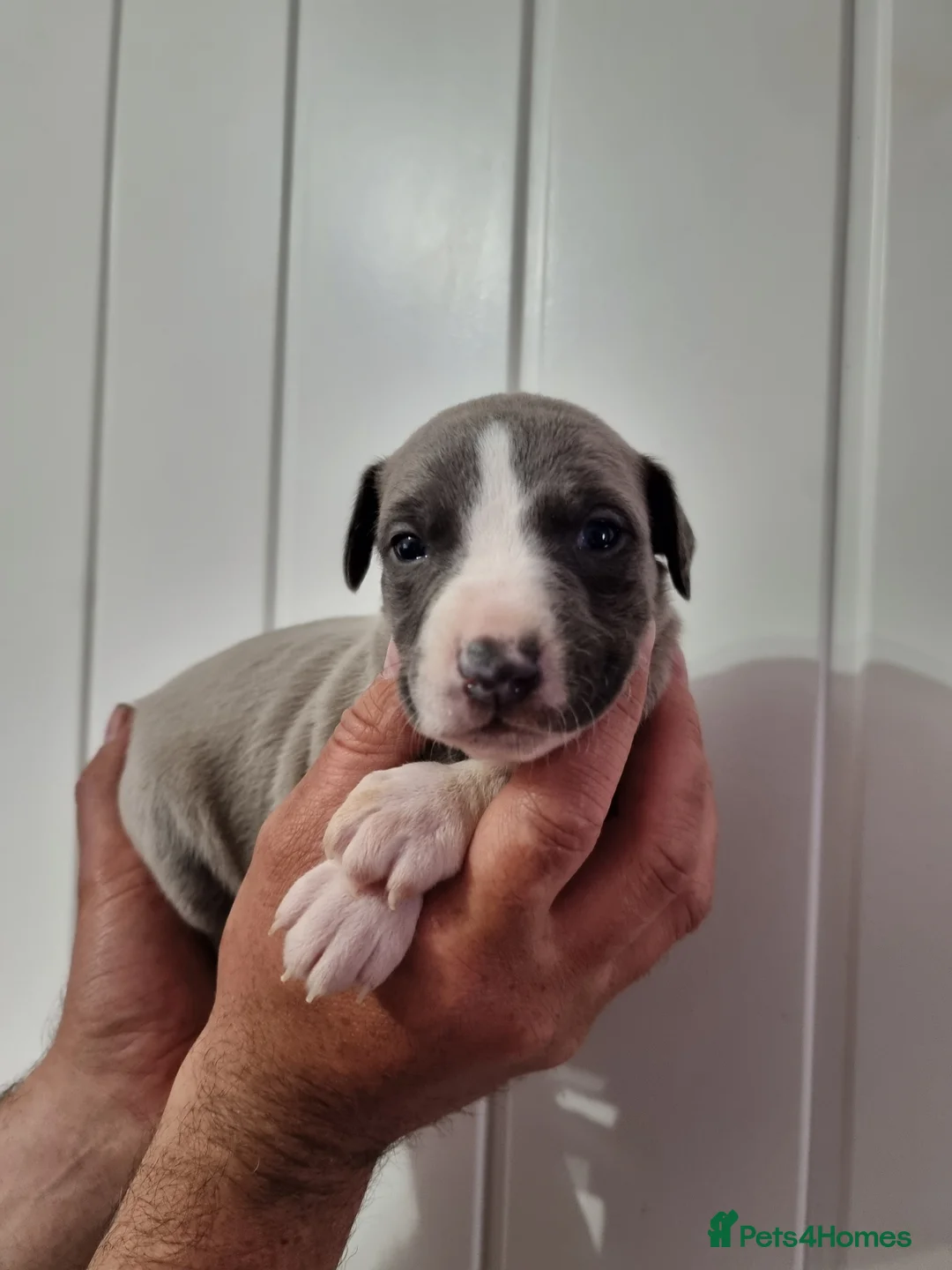 Whippet dogs for sale: Beautiful whippet puppys  in South Shields - Advert 1
