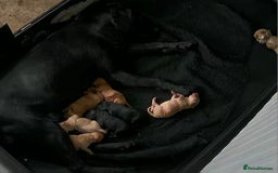Labradoodle dogs for sale: 7 Miniture labradoodles  - Image 19