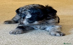 Cockapoo dogs for sale: Adorable Cockapoo Puppies - Image 1