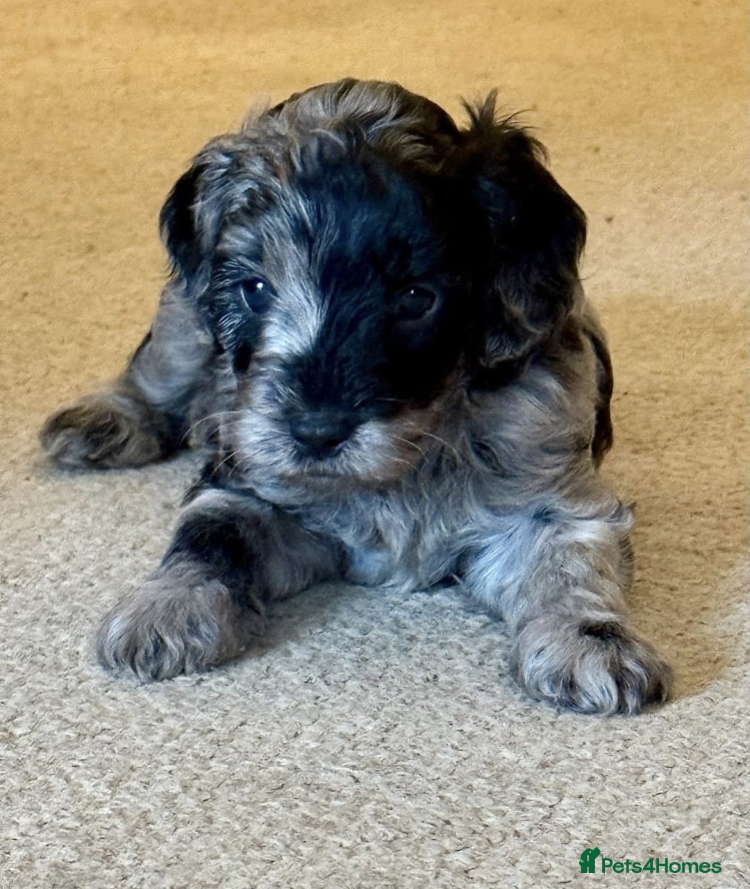 Cockapoo dogs for sale: Adorable Cockapoo Puppies - Image 1