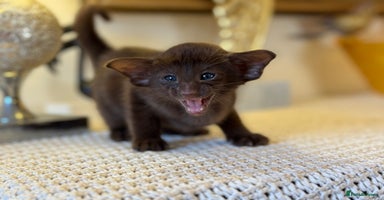 Oriental cats Superb TICA Registered Oriental & Siamese Babies - Advert 3