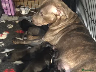 Mixed Breed dogs Staffy x cane corso in Blyth - Advert 2