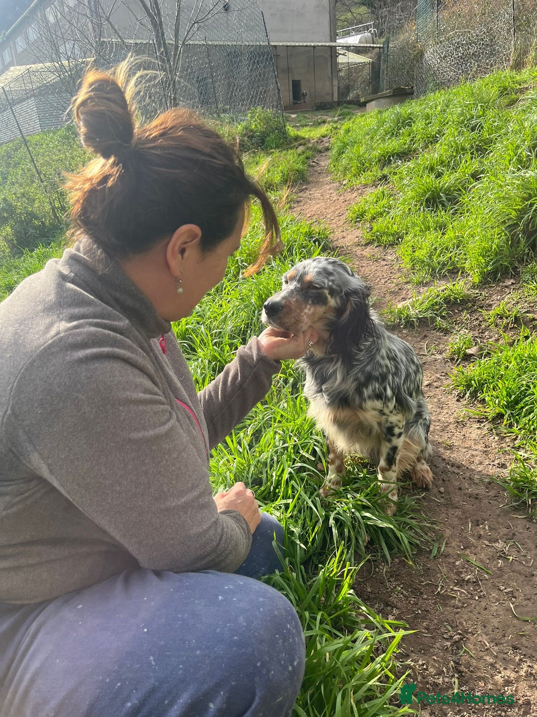English Setter dogs for adoption: Lucera  - Advert 3