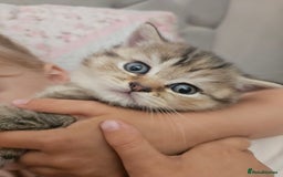British Shorthair cats for sale: Beautiful British Shorthair - Image 2
