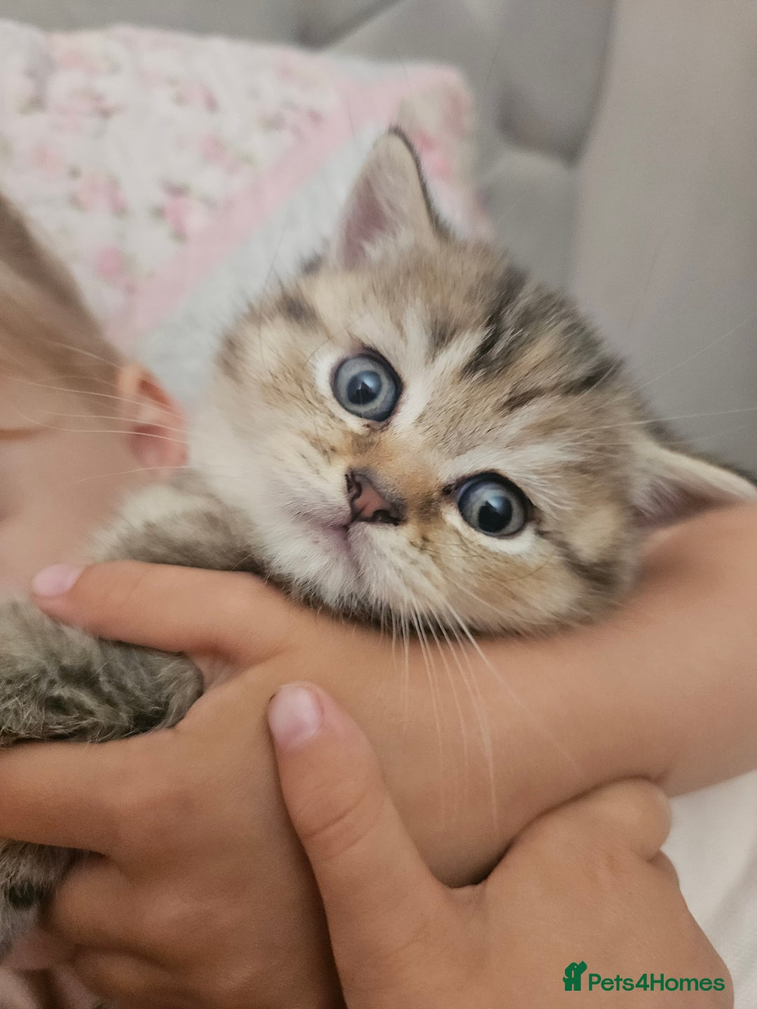 British Shorthair cats for sale: Beautiful British Shorthair - Image 2