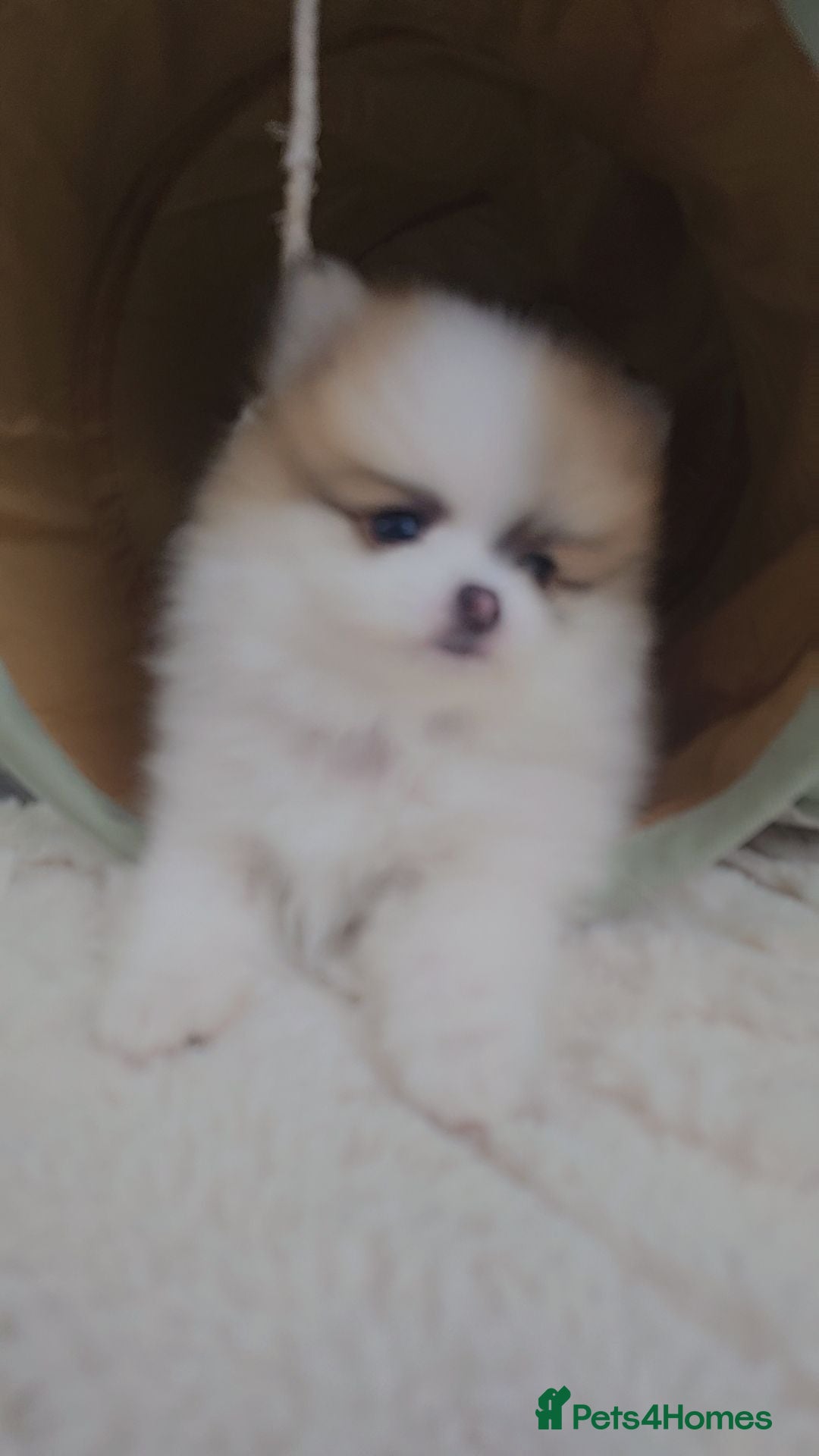 Pomeranian dogs The ultimate fluffball! 🐾  - Advert 1