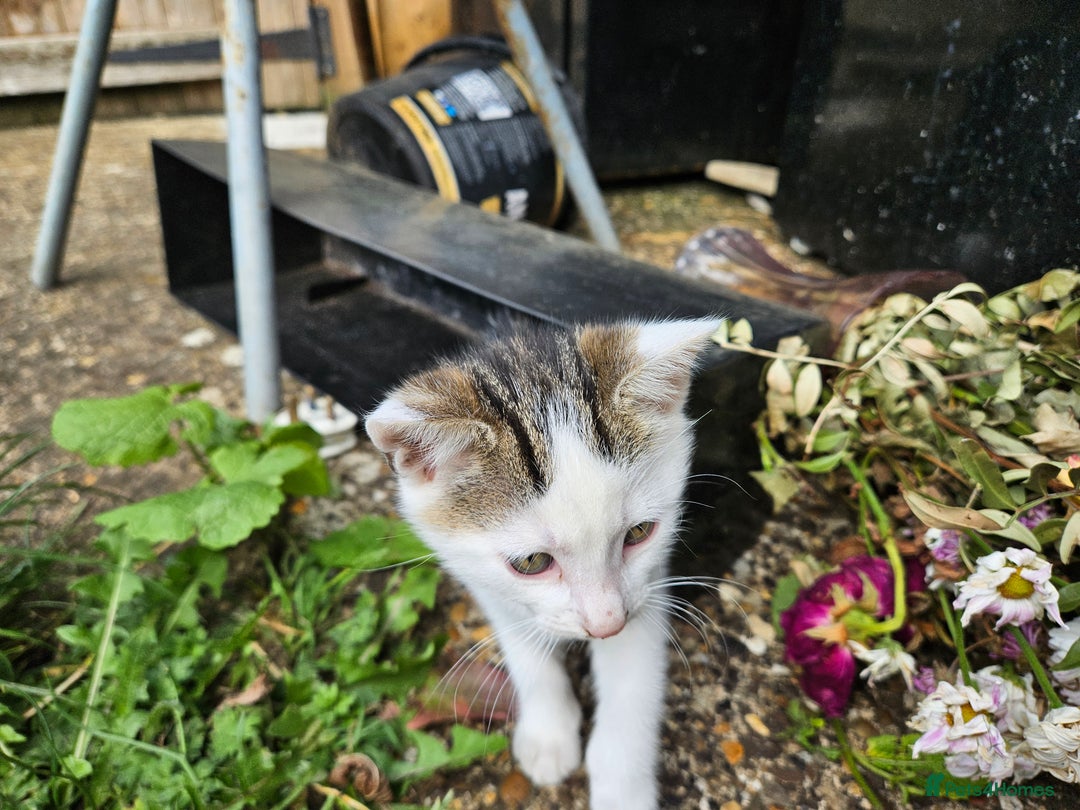 British Shorthair cats for sale: Kittens in Northampton - Image 12
