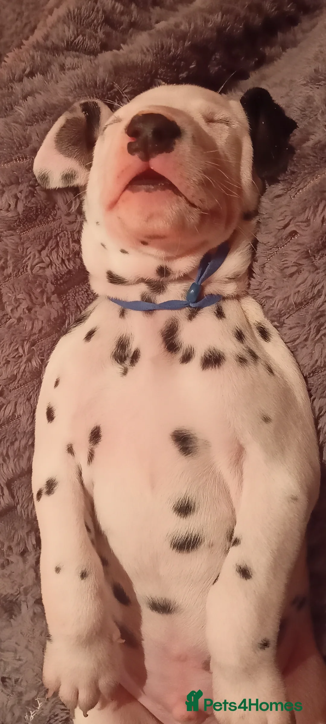 Dalmatian dogs for sale: Beautiful dalmatian puppies - Advert 24