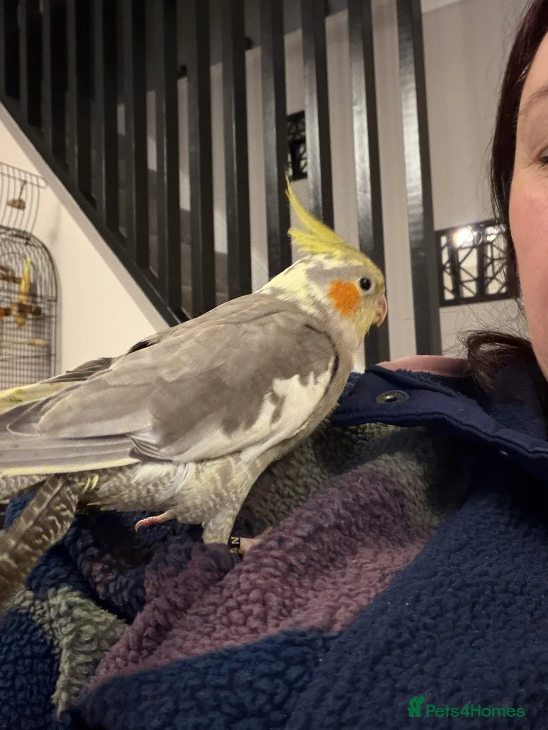 Cockatiels birds for sale: Silly Hand tame  - Advert 2