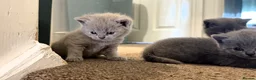 British Shorthair cats for sale: Kitens will be ready for 17 June  - Advert 6