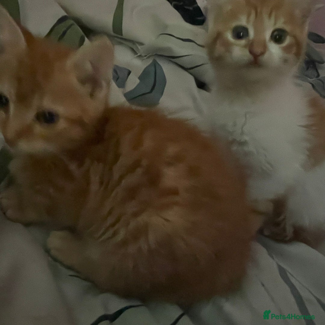 Mixed Breed cats for sale: 2 beautiful girl kittens looking for forever homes - Image 2