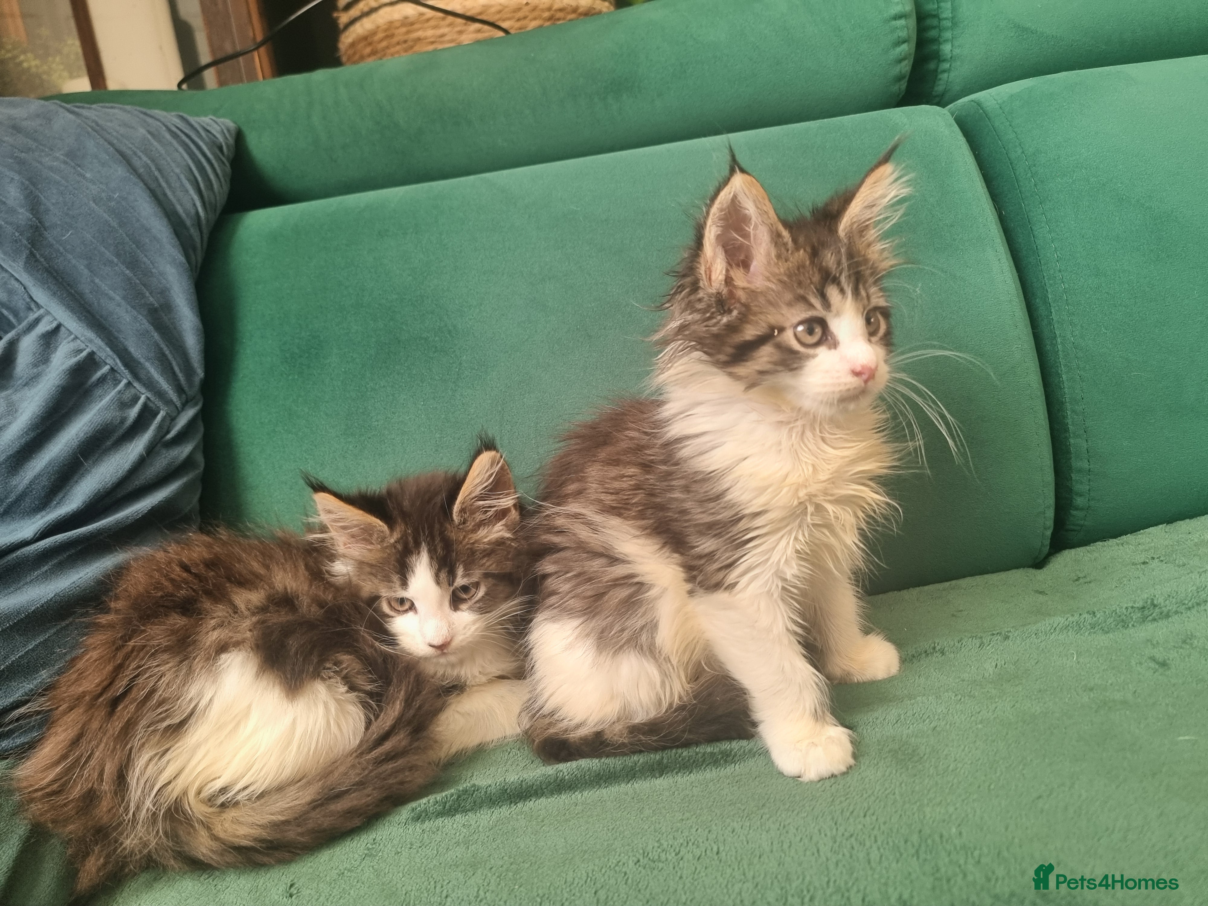 Maine Coon cats LAST FEMALE!Beautiful Maine Coon kittens  - Advert 17