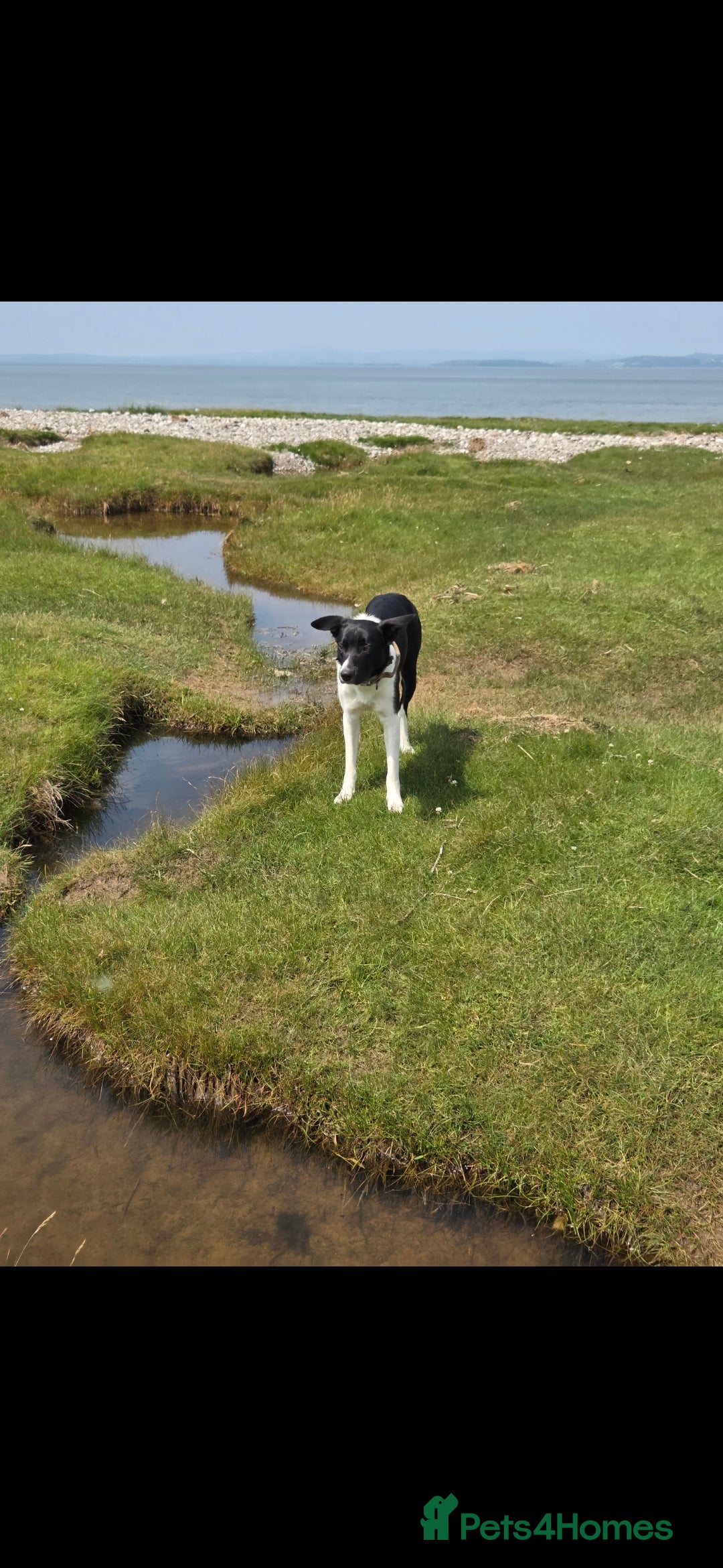 Borador dogs for sale: Borador Pups ready 5th October  - Image 11