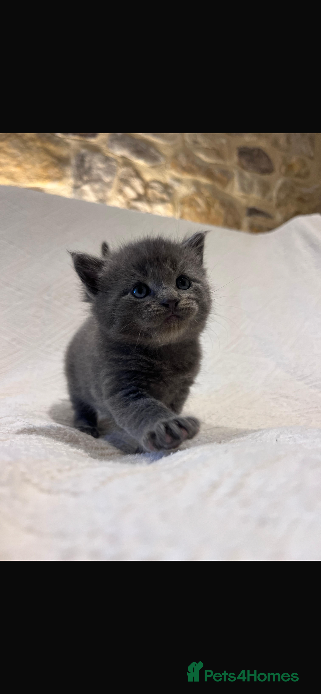 Maine Coon cats for sale: Maine coon x bsh. READY 14th BUT CAN HOLD - Advert 18