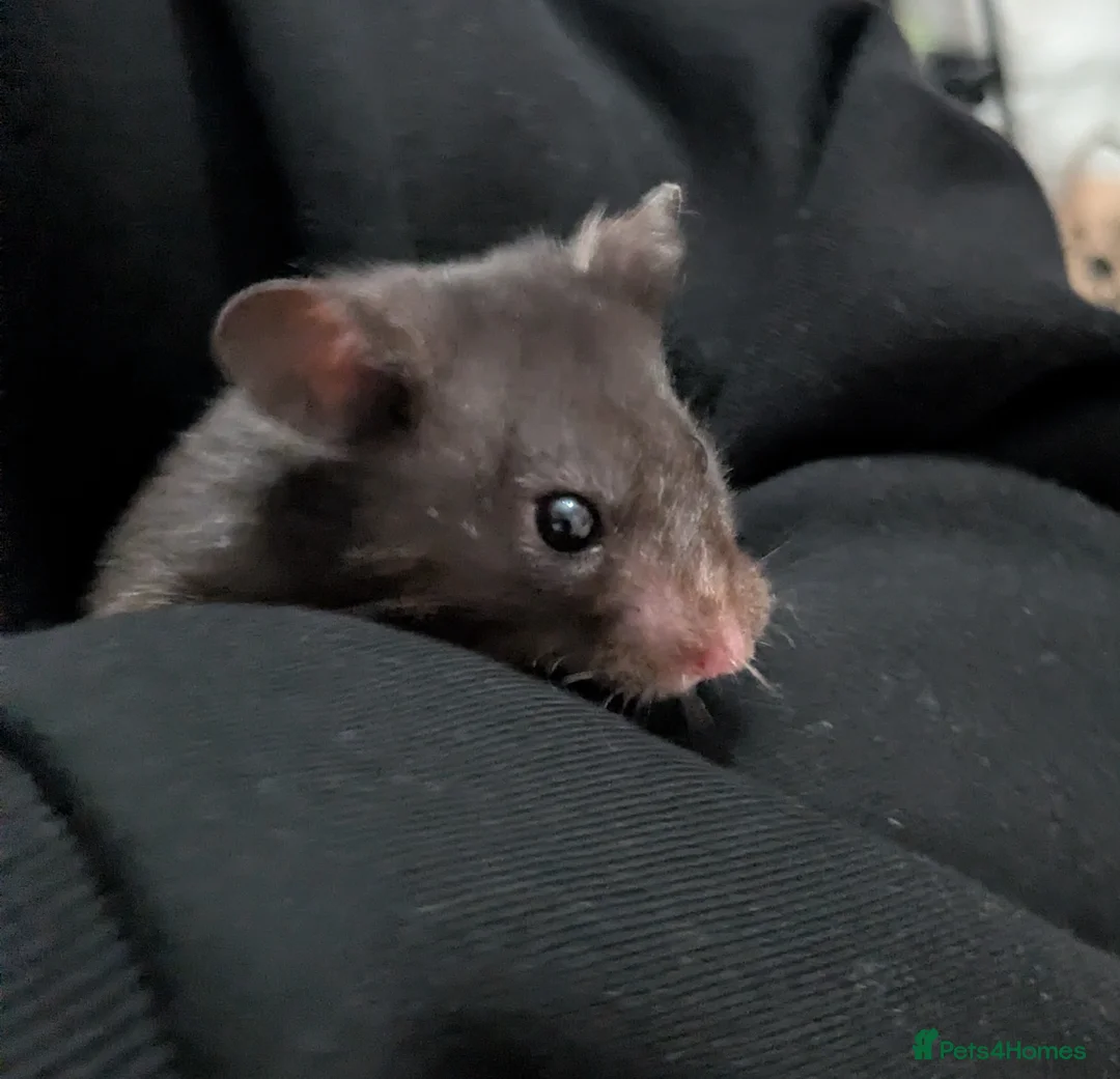 Hamster rodents for sale: Sweet Male Syrian Hamster - Advert 3