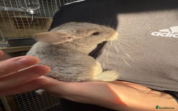 Chinchilla rodents for sale: Chinchilla Kits - Male & Female - Image 4