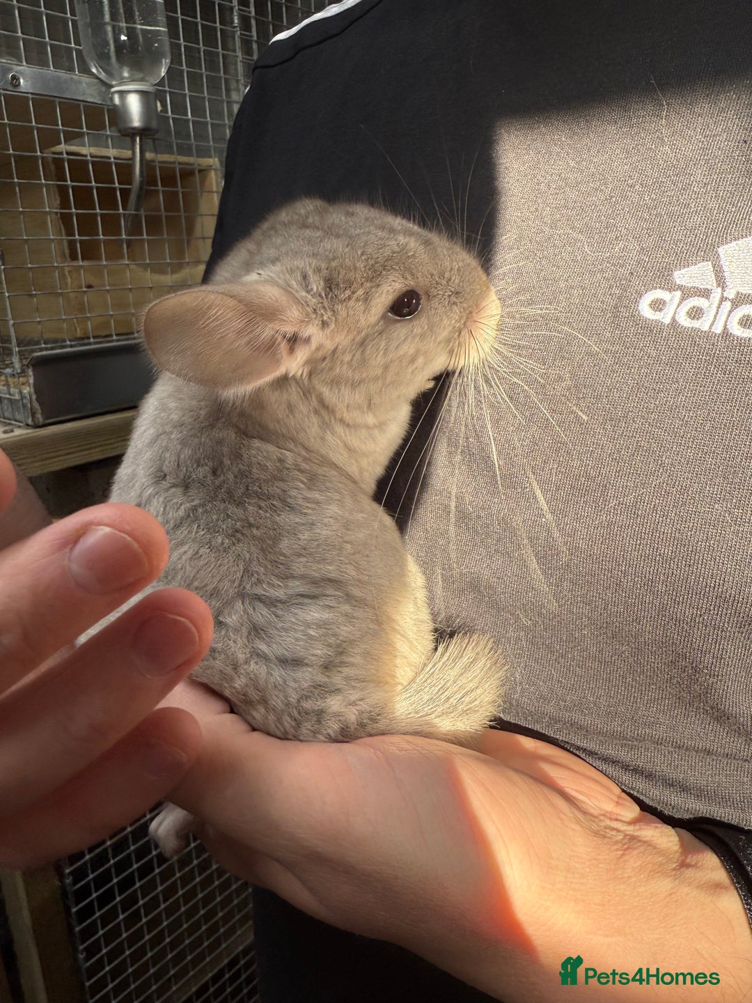 Chinchilla rodents for sale: Chinchilla Kits - Male & Female - Image 4