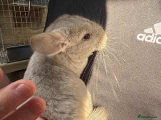 Chinchilla rodents - Advert 6