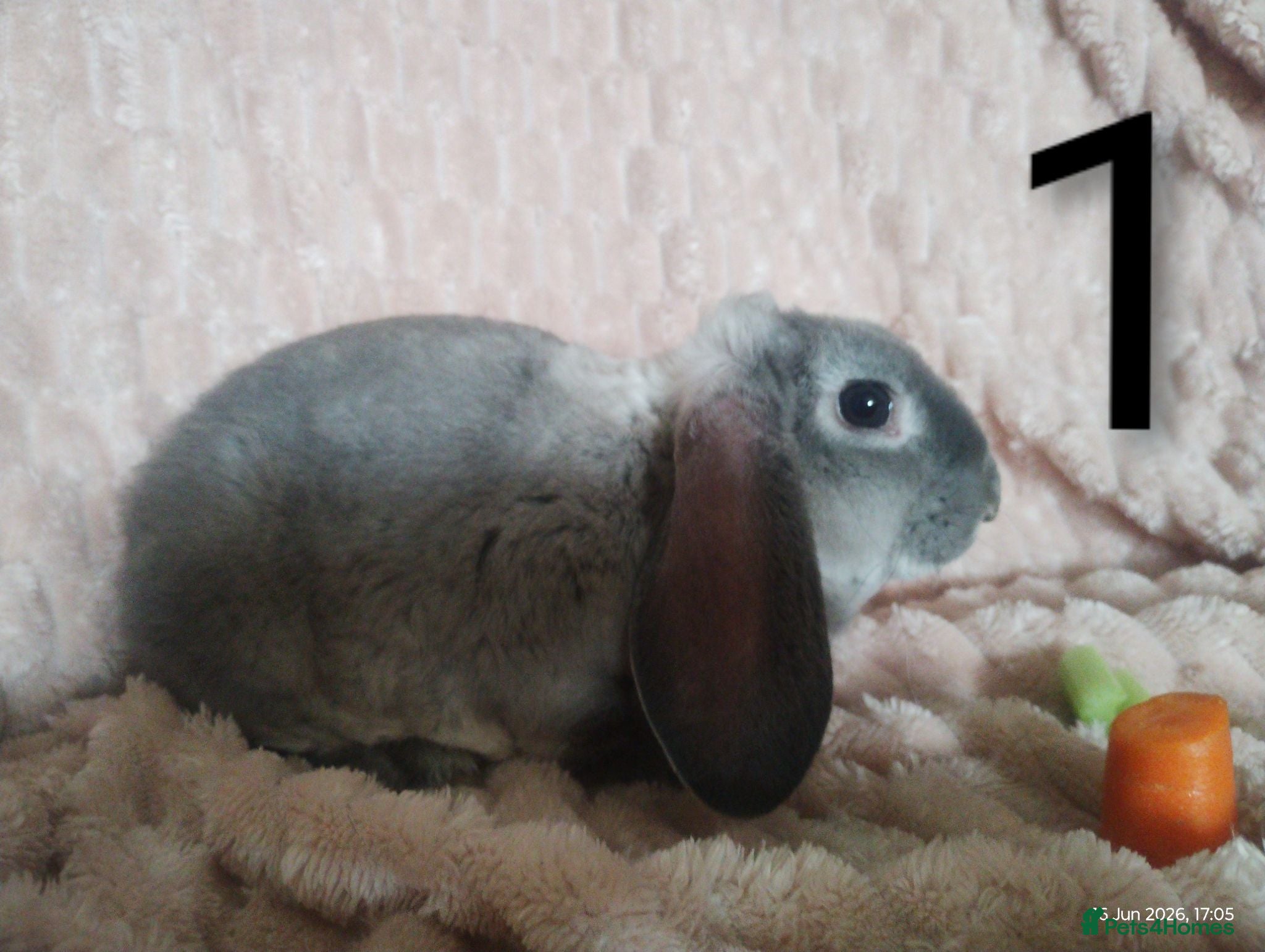 Rex rabbits 4 baby female Rex's - Advert 1