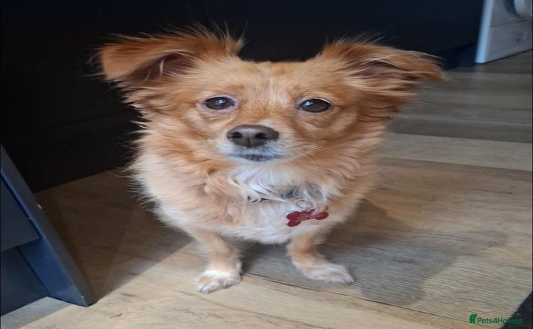 Chihuahua dogs - Advert 1