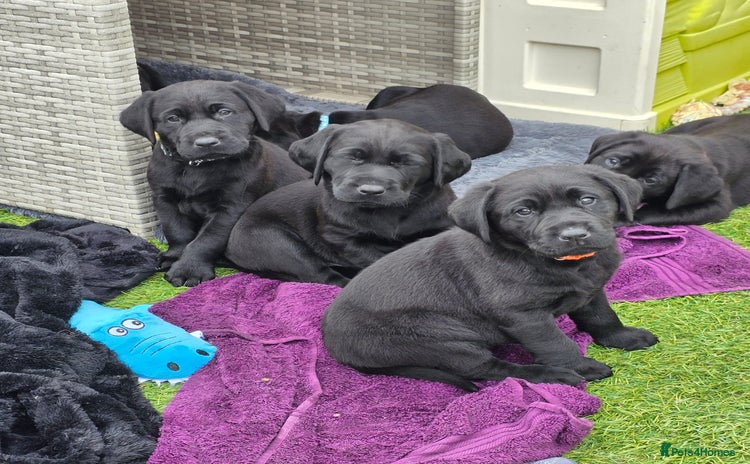Labrador Retriever dogs - Advert 16