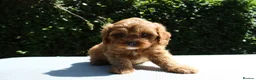 Cavapoo dogs for sale: Ready now, 1 Cavapoo puppy - Advert 15