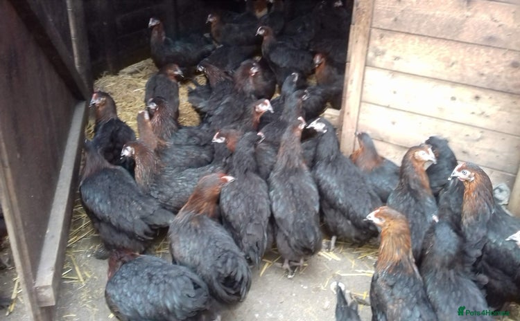 Chickens poultry - Advert 6