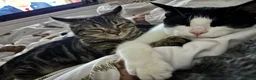 Mixed Breed cats for sale: bonded trio to go together in Huddersfield - Advert 4