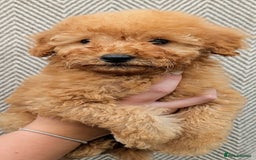 Labradoodle dogs for sale: READY NOW-HEALTH TESTED F1B Miniature Labradoodle - Image 13