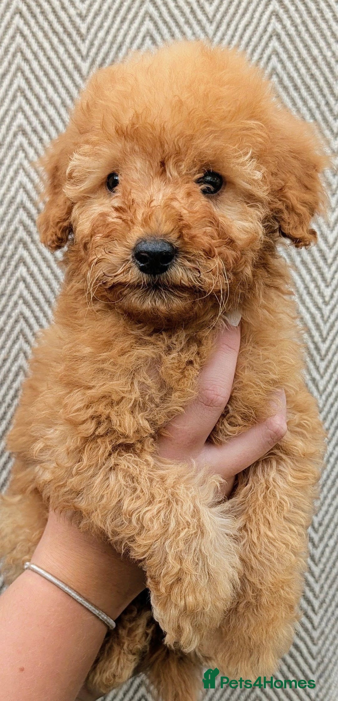 Labradoodle dogs for sale: READY NOW-HEALTH TESTED F1B Miniature Labradoodle - Image 13